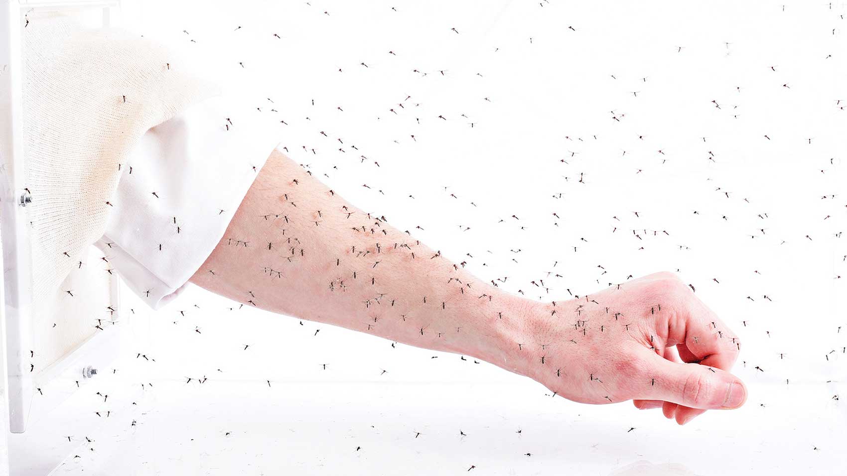 Arm covered with mosquitos SC Johnson Institute of Insect Science for Family Health mosquito prevention research