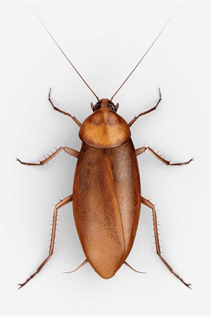 Cockroach Adult roach entomology research