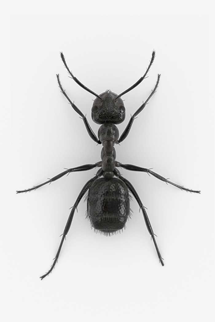 Ant Ant entomology research