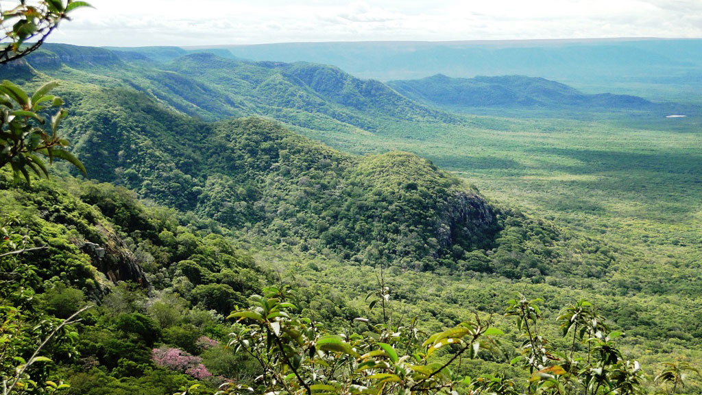 Brazil vegetation SC Johnson is protecting from deforestation