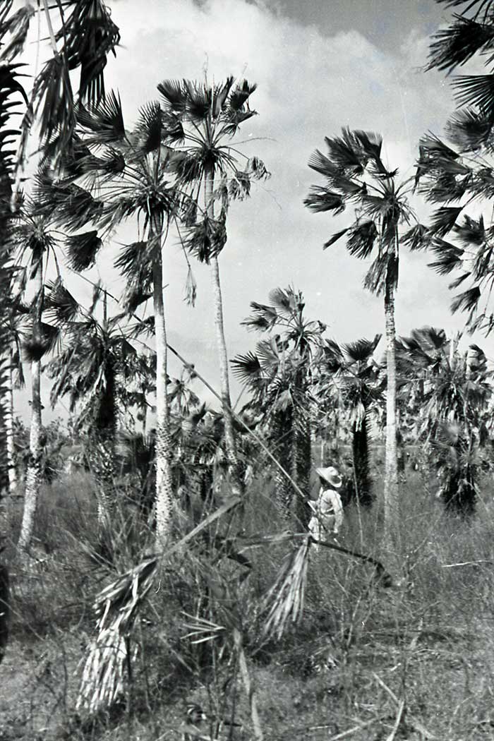 Harvesting Carnauba Palms Harvesting Carnaúba palm leaves