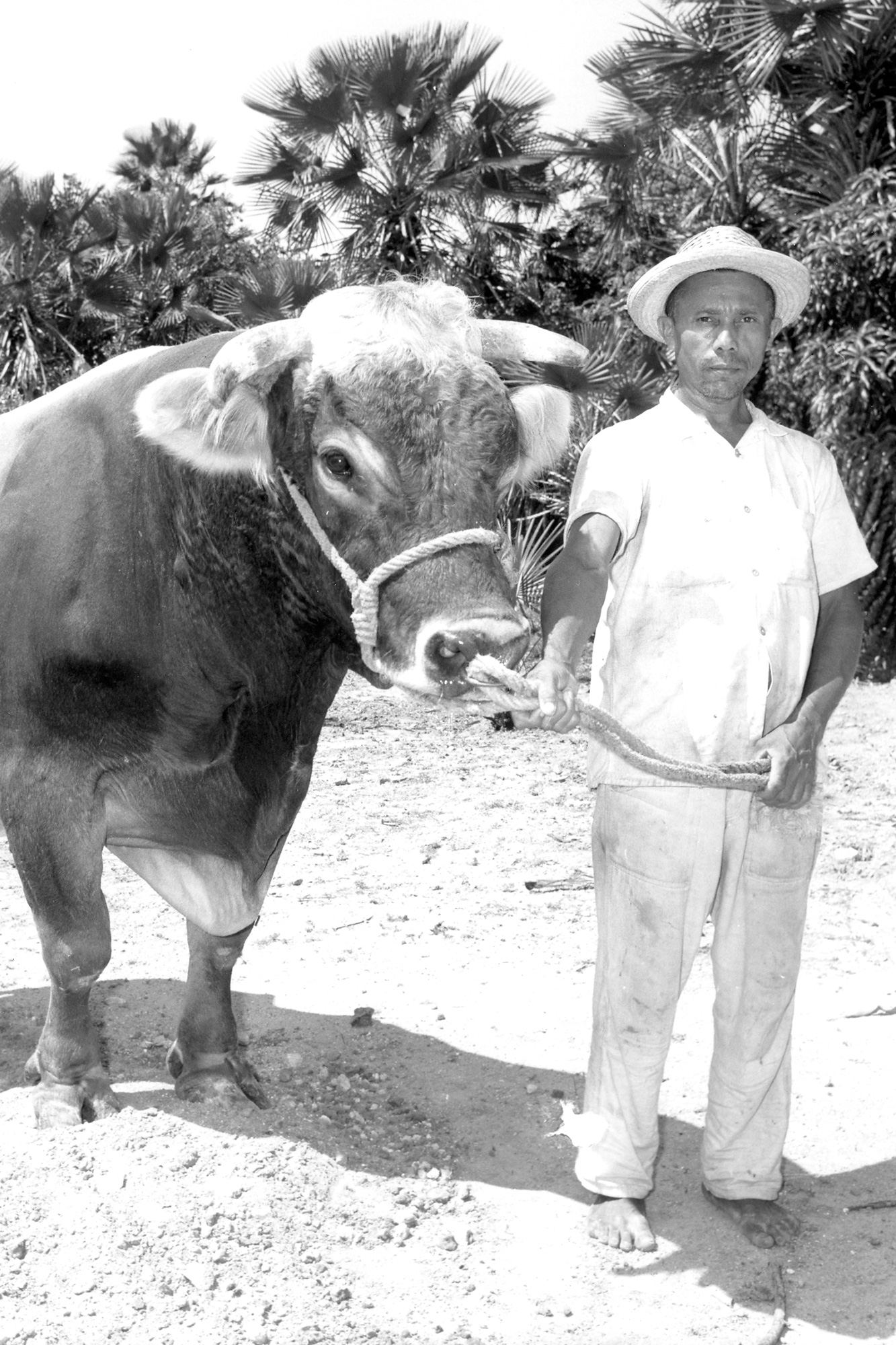 Johnson Cows Brown Swiss Dairy Cows donated to Fortaleza, Brazil by Herbert Johnson, Jr.